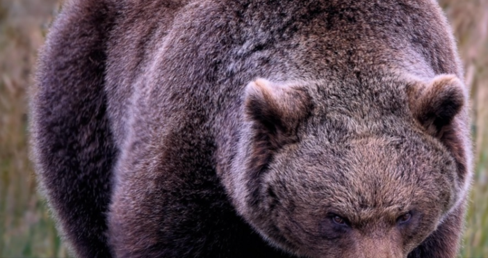 Мечка броди свободно из Троян Животното е забелязано от граждани в