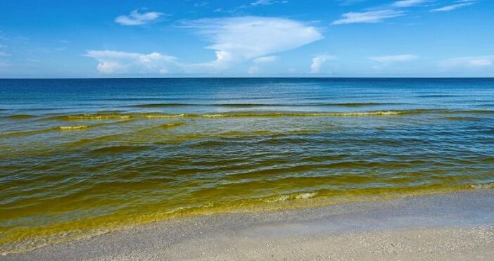 Зелен тъмножълт или кафяв оттенък придобива водата в Черно море