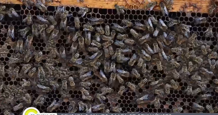 С 40 50 по ниски добиви от мед очакват пчеларите тази година