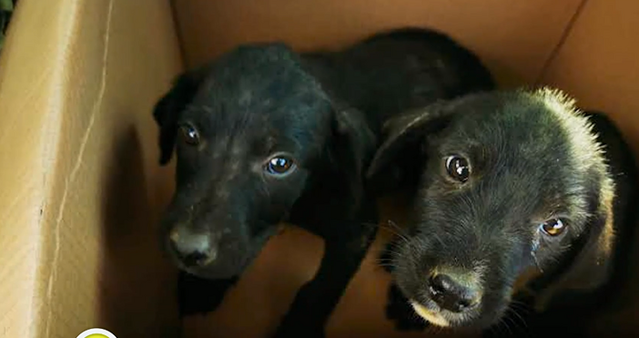 кадри Нова твКазус без прецедент Жена осъди за 5 000