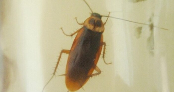 Десетки хора сигнализираха в социалните мрежи за летящи хлебарки Те са