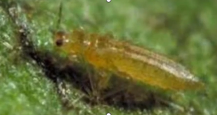 Катастрофална стопанска година отчитат производителите на дини и пъпеши в