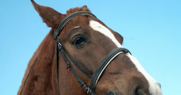 71 годишен мъж се бори за живота си падане и влачене от