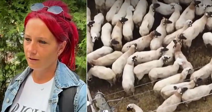 Вече над 100 огнища на шарка са регистрирани само в