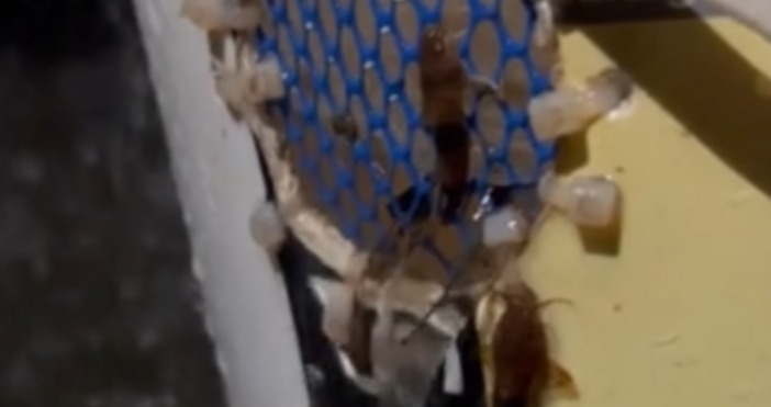 Природата често предлага невероятни зрелища Неотдавнашен пример заснет от камера