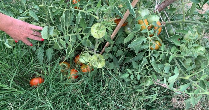 Любопитни кадри от градината споделя в социална мрежа жена Вижте