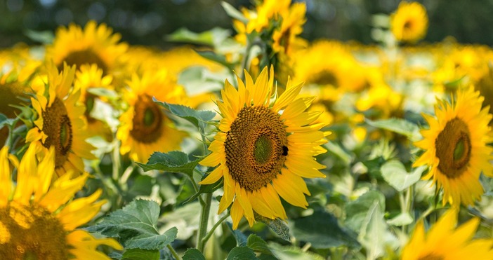 Олиото остава една от хранителните стоки с най сериозно поскъпване през