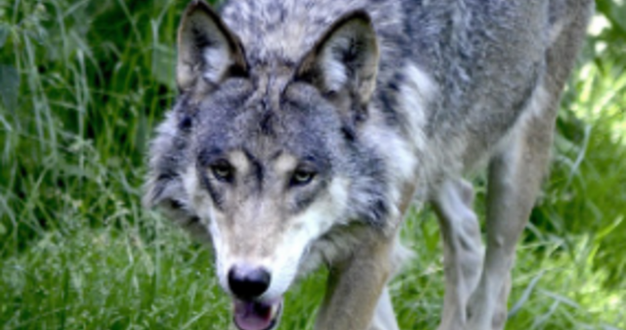 Животното обикаля между скалите и не напада никогоВълк се появи