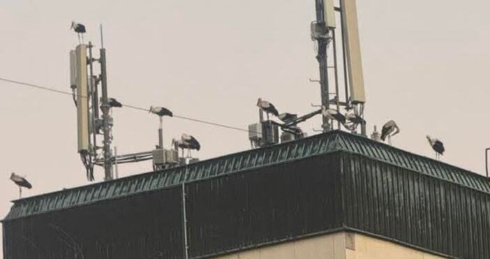 Щъркелите които в нощта на 12 срещу 13 август покриха