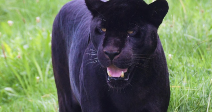 Голяма черна пантера е била видяна в близост до имението