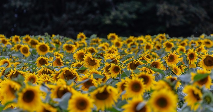 Зърнопроизводителите очакват добиви между 100 и 300 килограма на декарПродължаващата суша и