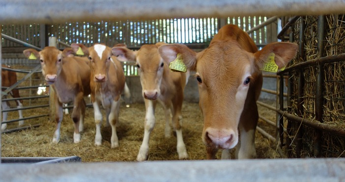 Активисти от организацията Невидими животни и ангажирани с каузата граждани