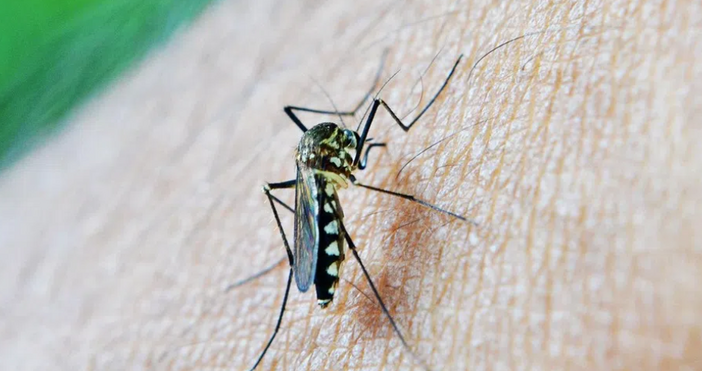 Двукрили насекоми продължават да са напаст за човечеството Европа преживява по дълги