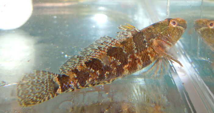 Промяната на температурата променя и флората и фауната пред очите