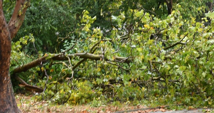 Изсъхнал клон на дърво падна върху дете в центъра на