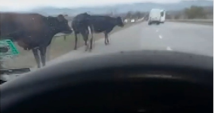 Българската агенция по безопасност на храните БАБХ предприе контролни действия