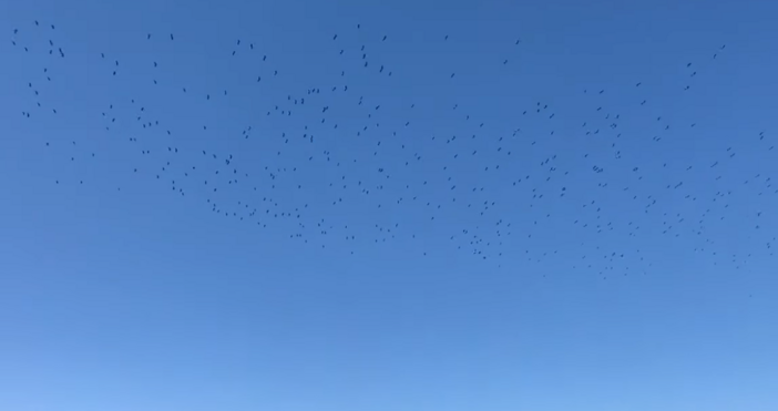 Щъркелите отлетяха от България До догодина пак пишат от Метео