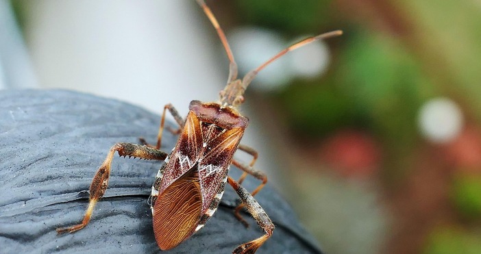 Бум на креватни дървеници в София и големите градове –