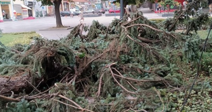 Бурният вятър събори дървета в Русенско и затвори временно Дунав