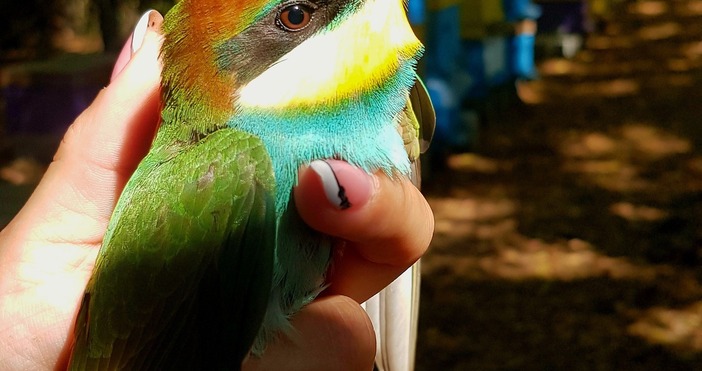 Пчелоядът е една от най красивите птици в България Прилича по