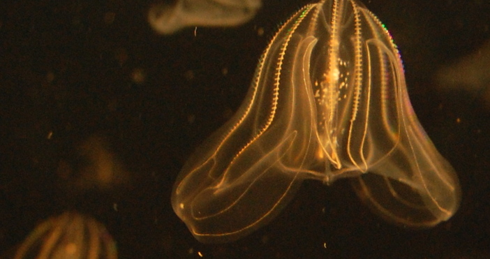 Гребеновидна медуза е мигрирала в Черно море с корабитеНова медуза