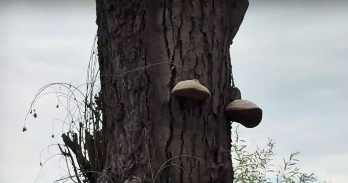 Мая Иванова Кадри Нова ТВИзбягвайте да ходите и сядате край