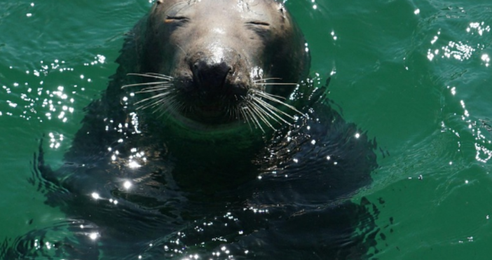 Черноморският Тюлен монах се завръща Радостната новина съобщават от страница във Фейсбук