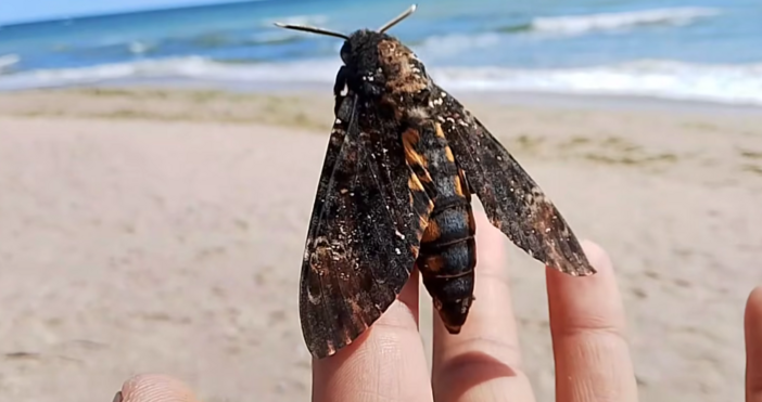 Огромно насекомо се появи на български плаж Мъртвешката глава Acherontia atropos е пеперуда от семейство Sphingidae