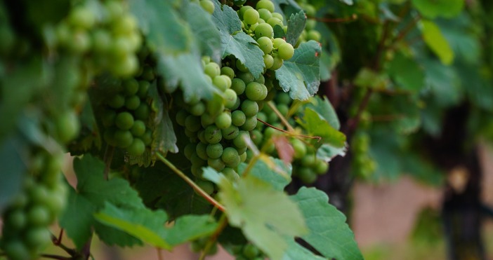 Тази година реколтата от бяло грозде в Североизточна България ще