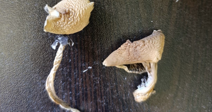 Снимки МВРСтолични полицаи задържаха 42 годишен мъж с домашна оранжерия за