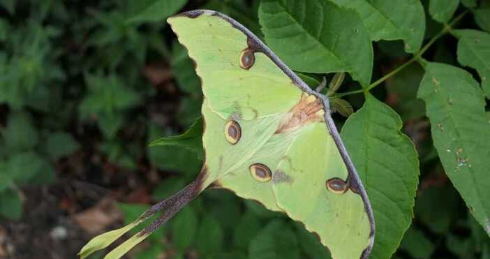 Две африкански лунни пеперуди са се излюпили в Регионалния природонаучен
