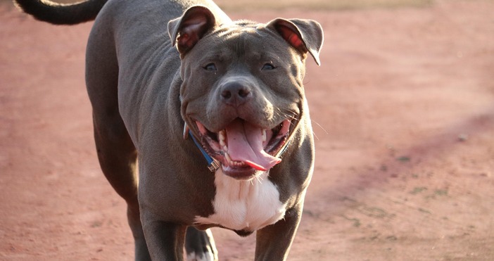 Агресивен питбул пуснат свободно да се разхожда без намордник и