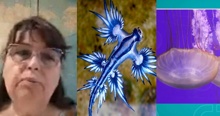 В Испания затвориха редица плажове заради смъртоносен морски обитател –