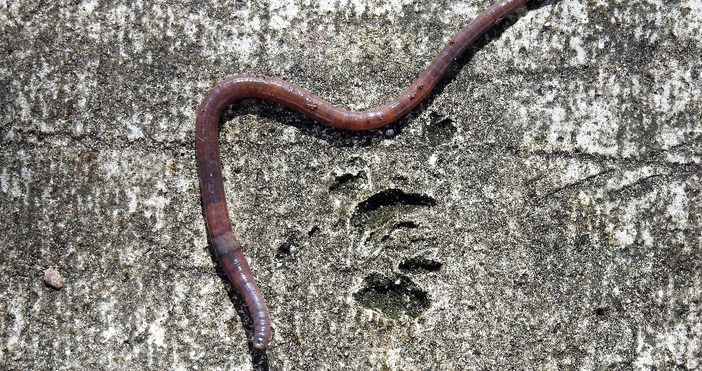 Властите в САЩ съобщават че е потвърден първият случай на