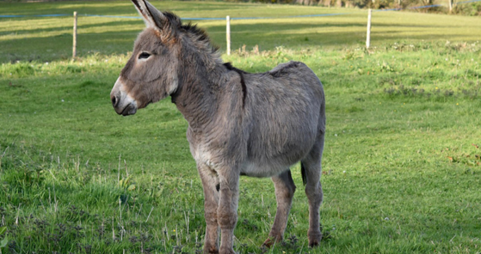 Зоопаркът в Бургас отново изненадва своите посетители с нещо специално