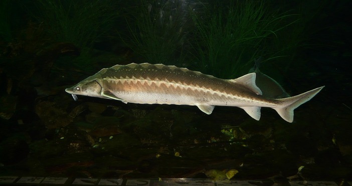 Забранява се и търговията с всички продукти от четирите вида