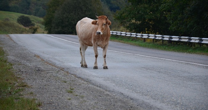 Крава предизвика катастрофа в Кърджалийско съобщиха от полицията Инцидентът е станал