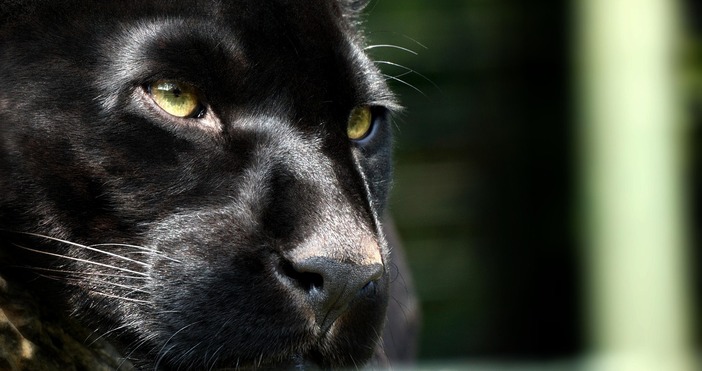 След като дълго време не се чуваше ни вест ни