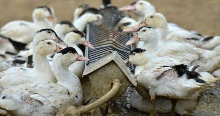 Българската агенция по безопасност на храните унищожи 28 хиляди патици
