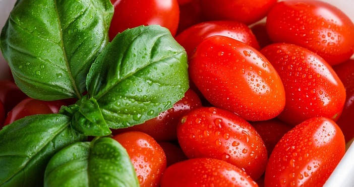 Мароканските производители на домати изправени пред постоянно променящия се пазар