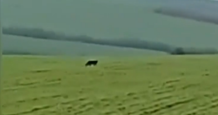 След почти 3 месеца черният леопард от Шуменското плато отново