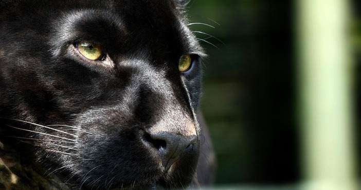 Системата за предупреждение BG Alert няма да бъде задействана във връзка