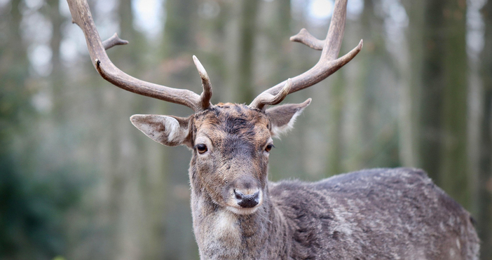 Благороден елен е бил застрелян от неизвестни в землището на