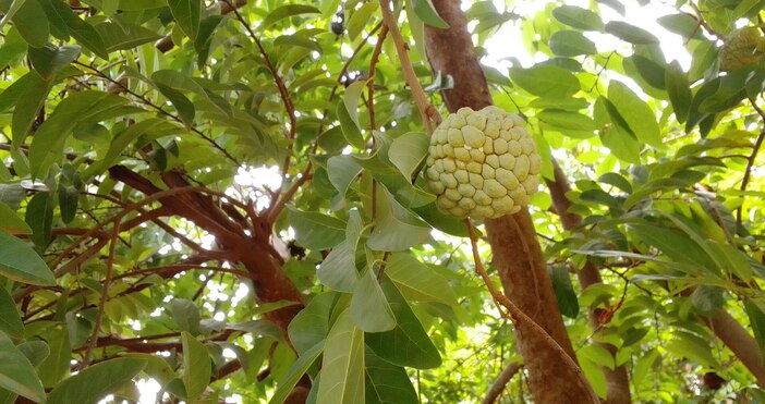 УикипедияПлодовете на растенията от род Annona по известни като захарна