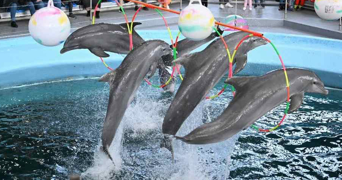 На Празник с делфините канят от варненския Делфинариум По три