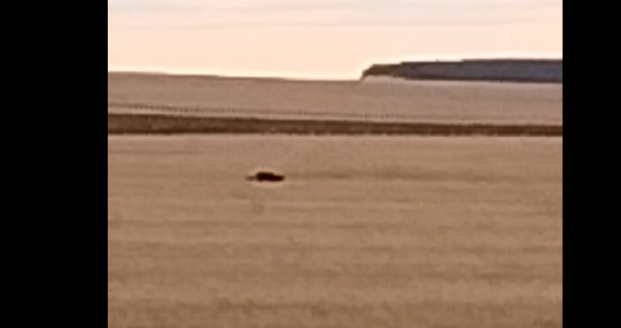 Сигнали за черно хищно животно край Тутракан и Силистра предизвикаха