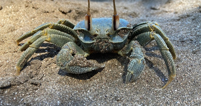 ПекселсМного нови видове навлизат в Черно море през последните години