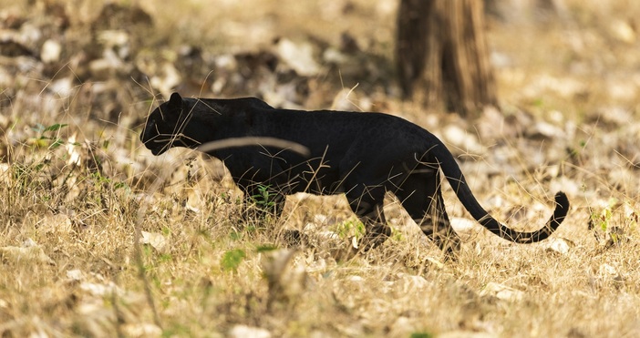 ПекселсЖивотно което в продължение на месеци се превърна в митологичен