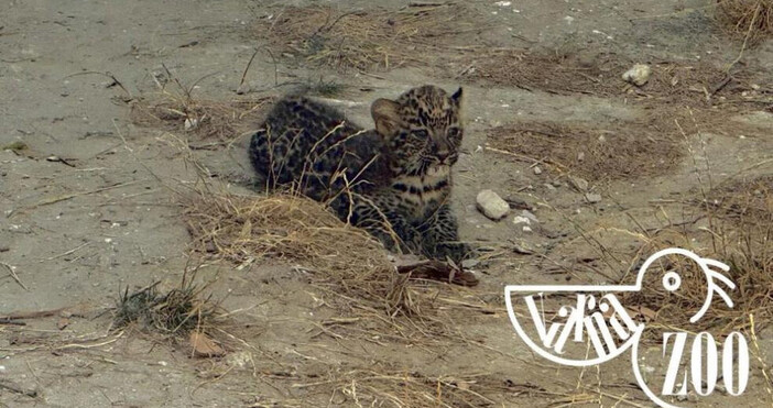 Поради нуждата от спокойствие и крехката възраст на леопардчето то