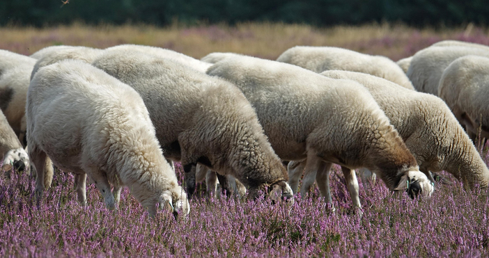 Заседание на Централния епизоотичен съвет ще се проведе днес в
